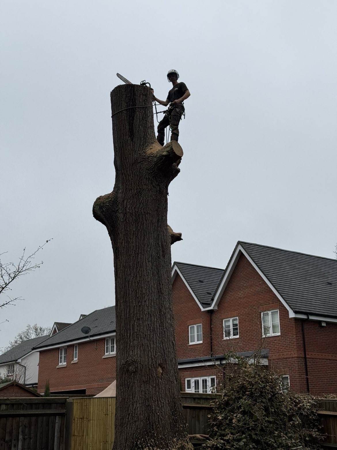 Climber dismantling a large trunk beside houses