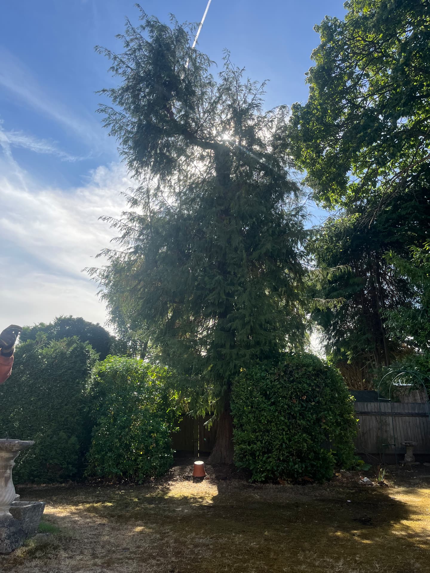 Large conifer in a back garden before removal