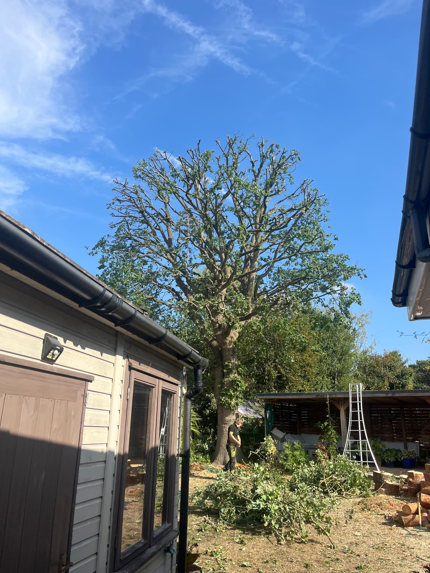 Oak after a crown reduction