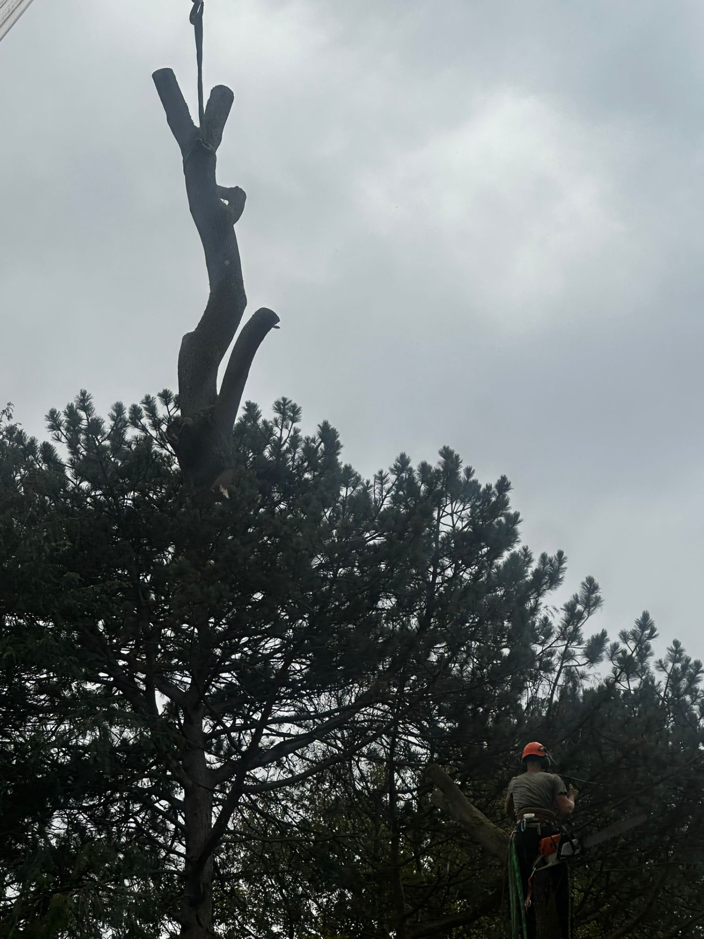 Tree section lifted out by crane