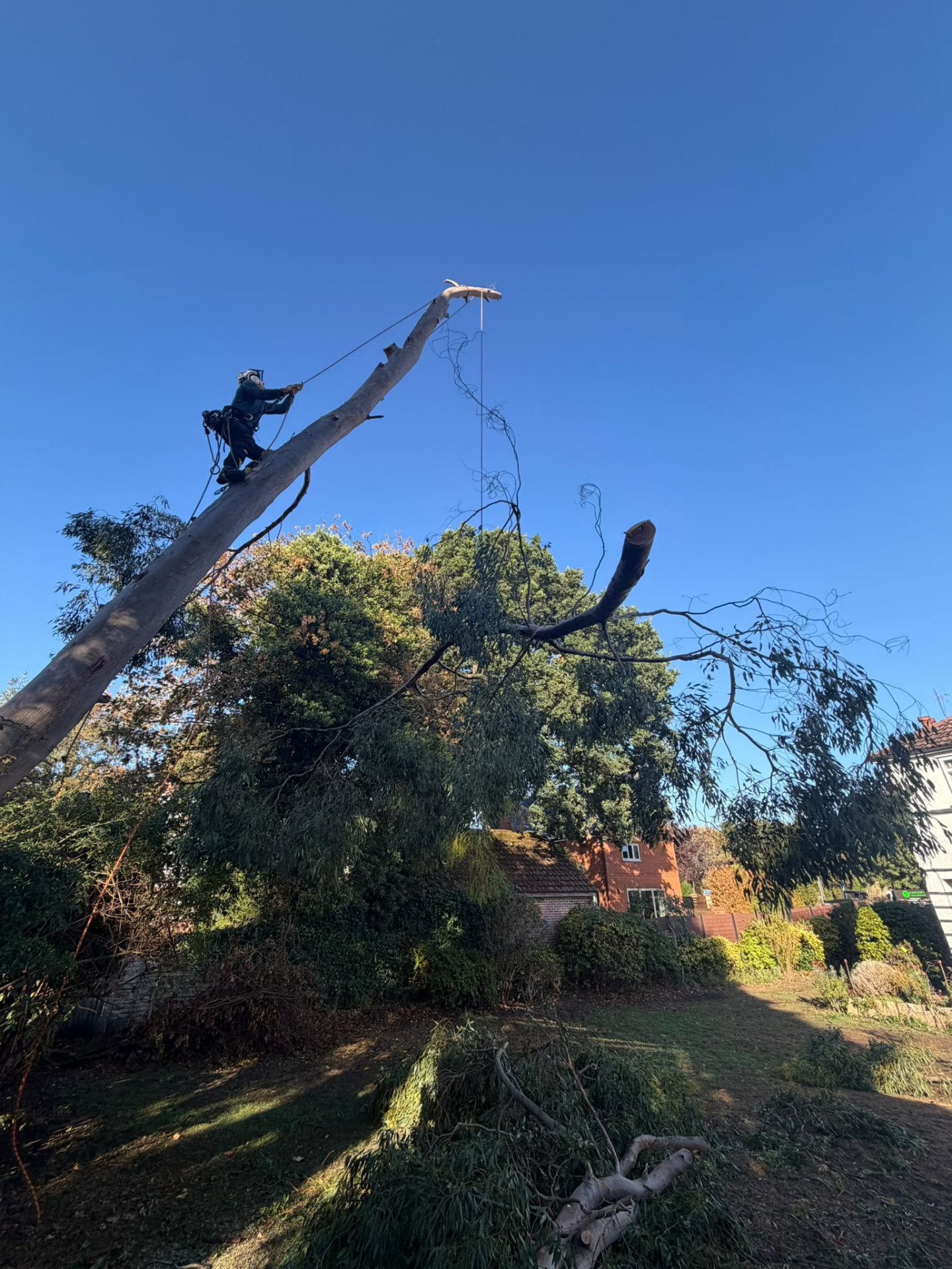 Climber rigging down a eucalyptus